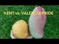 Kent vs Valencia Pride - Comparison Between Two Mango Varieties