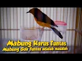 Download Lagu MEMPERCEPAT MASA MABUNG / RONTOK BULU‼️Setelah mabung harus nambah bagus