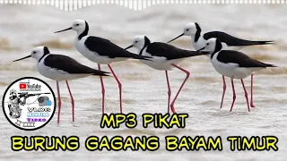 suara pikat burung gagang bayam timur mp3