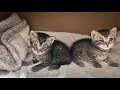 Download Lagu Kitten with Deformed Legs Is Rescued Just in Time