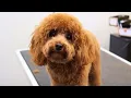 Apricot Toy Poodle grooming so CUTE