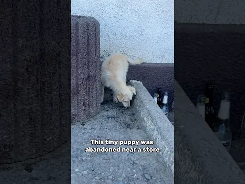 They Were Afraid to Touch Her… Now Look at Her Life! 🥹 #dogrescue #adoptstrays #animalrescue