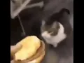 Here Kitty you can have cheese burger