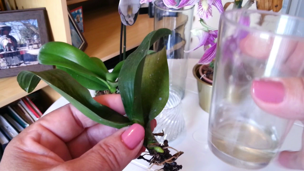 ORQUÍDEA CULTIVADA NA ÁGUA FICA ESTRESSADA? DÚVIDAS