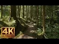 Download Lagu 4K Virtual Forest Walk along Middle Fork Trail at Snoqualmie region. Part 1- 3 HR Relax Music