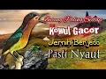 Download Lagu Suara Burung Kolibri Wulung Gacor _ Kowul Gacor