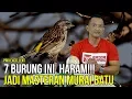 Download Lagu BAHAYA!! 7 Burung Ini Haram Dipakai Untuk Pemasteran Murai Batu!