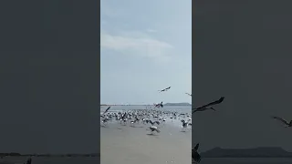 مشهد مهيب لحظة انطلاق مئات الطيور في سرب واحد على الشاطئ أجمل أصوات الطبيعة 