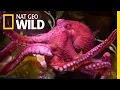 Octopuses 101 Nat Geo Wild