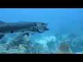 Barracuda attack Giant Barracuda Charging group of diver Barracudaf180 Devours Lionfish grouper fish