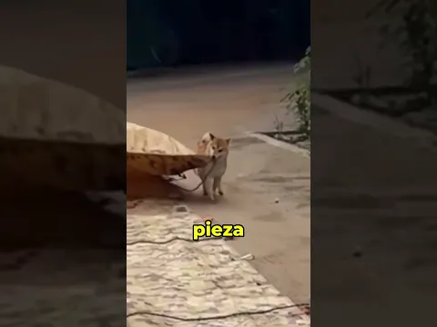 Este perro tiene un trabajo 😂