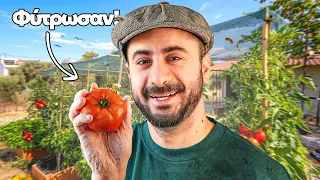 ΦΥΤΡΩΣΑΝ ΟΙ ΝΤΟΜΑΤΕΣ | Konilo Farm [επ3]
