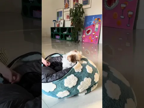 Fito's Bed from @lesurepet