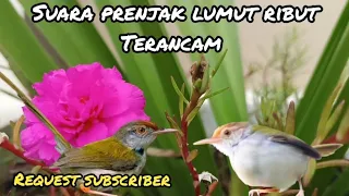 suara pikat prenjak lumut memanggil ribut terancam 