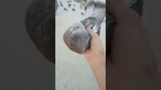 طير مسكي صالة عدي ٥ سنوات وبعدة نجرة بمعنى الكلمة 