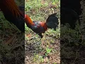 Download Lagu #ayam #kakiayam #ayamkampung #ayamkateindonesia #ayamalas #ayamjalu #ayamtermahal #chicken #rooster