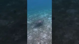 A clip from a video where we sail to Tobago Cays, link below to full episode,#svsaracenstravels