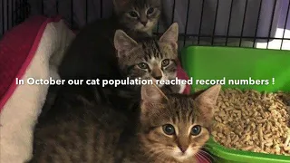 Pope Memorial SPCA behind the scenes tour