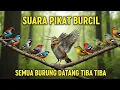 Download Lagu Suara Pikat Burcil Viral 2025 – Terbukti Efektif