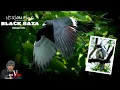 Lagu Black Baza Tuesday - Bidadari Park