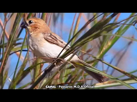 Download MP3 Fêmea de golinha na natureza | Ótimo para Esquentar seus Machos !