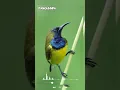Download Lagu Colibri singing | Kolibri gacor