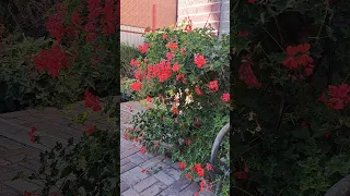 Ось така краса Flowers квіти рослини маминіквіти Butterfly квітник 