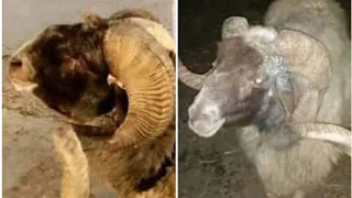 حوار مع بائع بوكا حرام للجزائر كل التفاصيل صدمة 