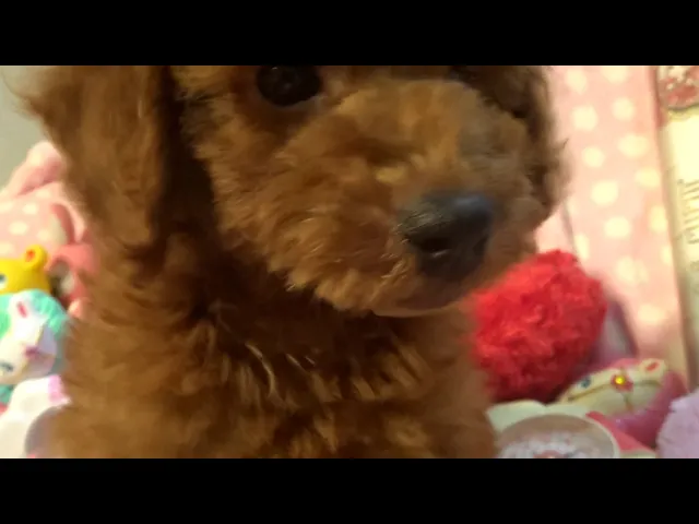 動画