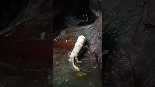 Trinidad Turned our Aussie Shepherd into Jungle Dog! 🇹🇹🌿