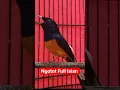 Download Lagu Isian mewah Burung Murai Batu