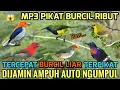Download Lagu 100% Ampuh - Mp3 pikat burcil ampuh 2025 Baru
