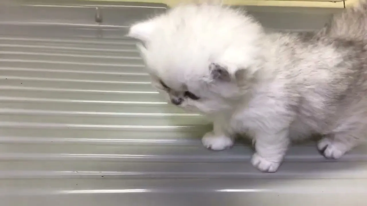 動画