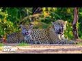 Download Lagu Jaguar Cub Takes Survival Lessons From Mom | New Kids In The Wild 201