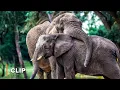 Elephant Mating Rituals Wildlife Icons 102