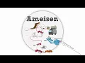 Der Ameisenalgorithmus