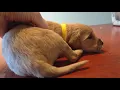 Goldendoodle Puppies Sale in Zebulon NC