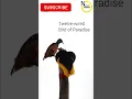 Download Lagu Very rare \u0026 amazing bird dance from Papua New Guinea
