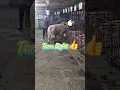Download Lagu Turn right ok👍 #pigsisbeautiful #pig #piggy #farm #piglet #farming#video #animals#pigging#subscribe