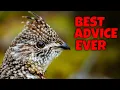 Download Lagu Best Ruffed Grouse Hunting Advice I Ever Got: THE PEEP