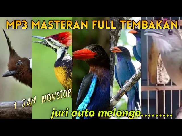 Download MP3 Auto dilirik juri||mp3 masteran full tembakan cililin platuk bawang tengkek udang buto kapas tembak