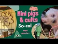 Mini Pigs Cults in Southern California