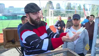 هذا الصباح تربية الحمام بتركيا هوس بلا حدود 