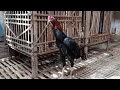 Download Lagu AYAM BANGKOK USIA 4 BULAN LATIHAN BERKOKOK