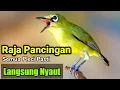 Download Lagu PLECI GACOR suara ngalas - RAJA PANCINGAN ini ahlinya bikin BURUNG PLECI gacor nyaut seketika