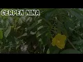 Download Lagu membahagiakan bu dewan setengah baya #kisahnyata