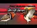 Download Lagu Pikat Burung Pekung Berkik lolos uji #birdsound #butterfly #animals #birds #wildbird #nature #funny