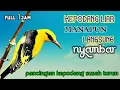 Download Lagu Suara Pikat Kepodang Susah Turun