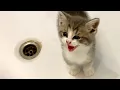 Kittens are preparing to take their first bath