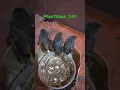 Download Lagu ANAKAN BURUNG MANTENAN JATI